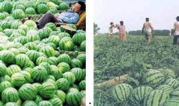 今日吃瓜热门大瓜每日更新 长治体育公园跑道一圈多少米 带你吃瓜,一圈究竟多少米？吃瓜群众带你一探究竟